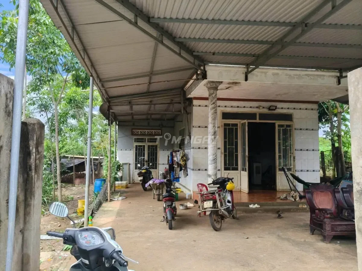 Bán đất vườn cao su Bình Phước có căn nhà bự, sẵn 300m2 thổ cư 