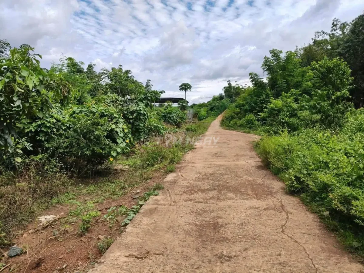 Bán đất vườn cao su Bình Phước có căn nhà bự, sẵn 300m2 thổ cư 